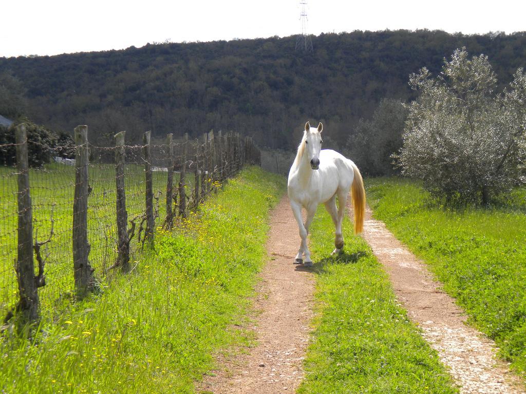 Agriturismo Podere Borgognano Massa Marittima Bagian luar foto
